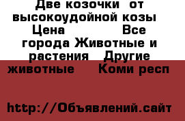 Две козочки  от высокоудойной козы › Цена ­ 20 000 - Все города Животные и растения » Другие животные   . Коми респ.